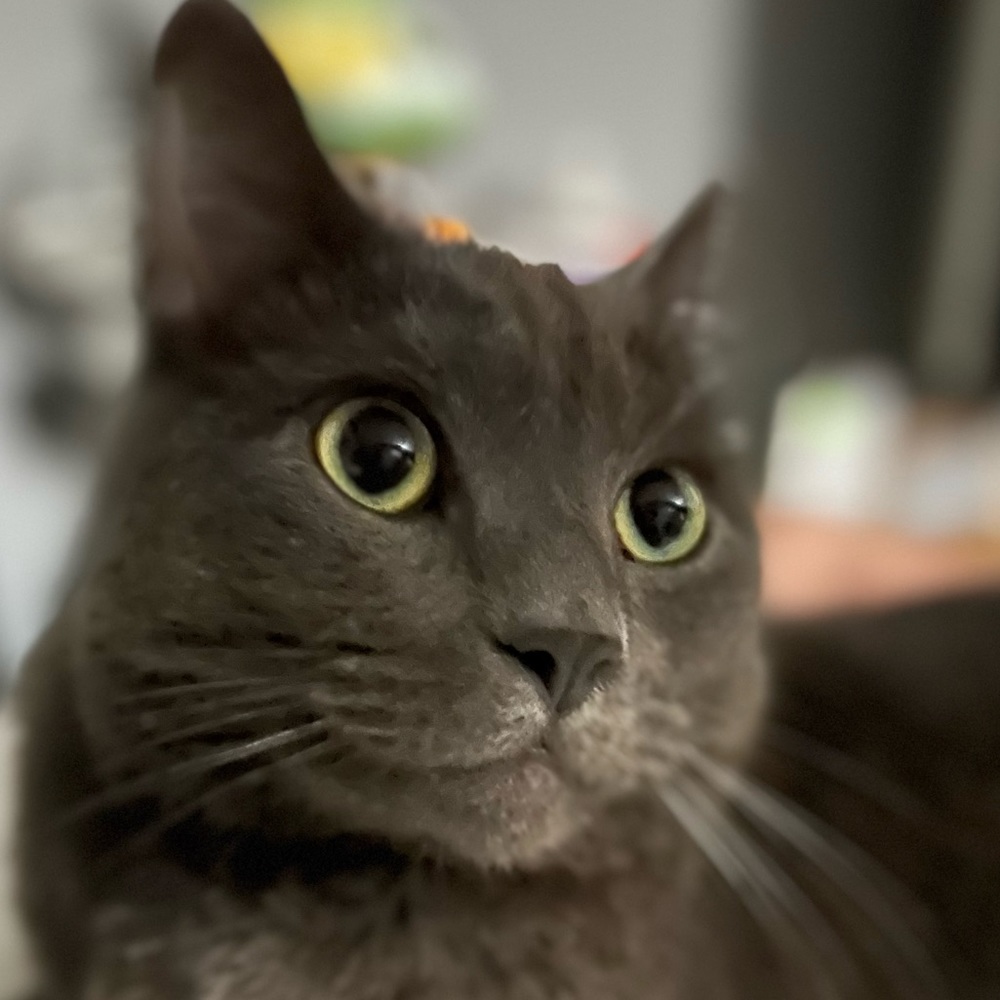 Cats Who Make Caturday Fun & Fantastic